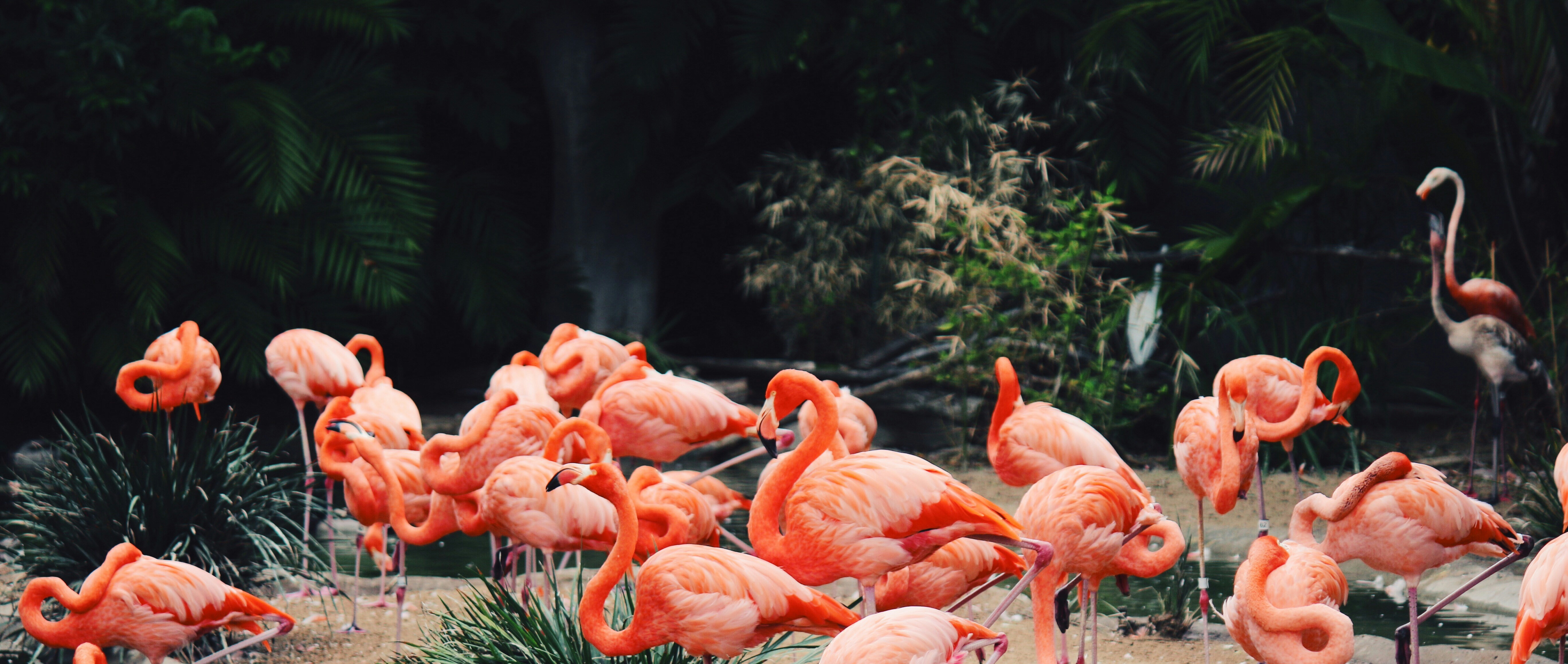 image représentant un groupe de flamants roses présents dans le zoo