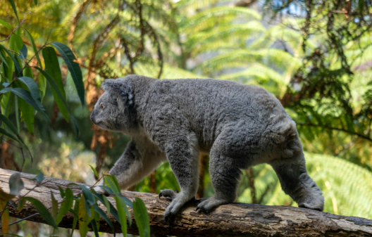 Photo d'un koala marchant sur une branche
