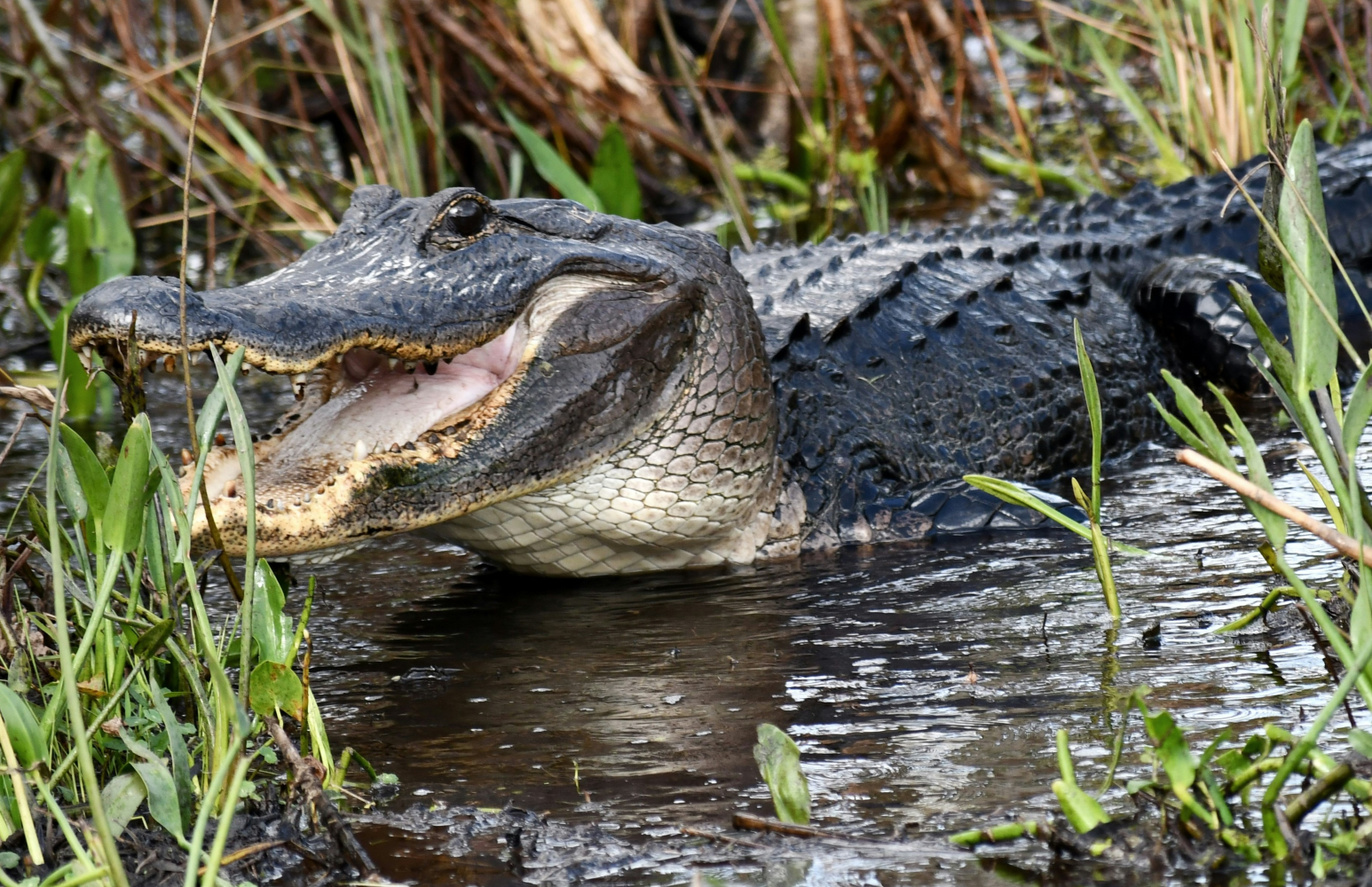 Photo d'un alligator dans l'eau