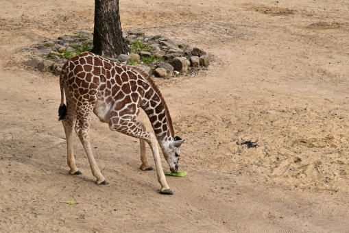 Photo d'une girafe dans la savane