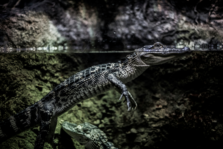 Alligator mississippiensis