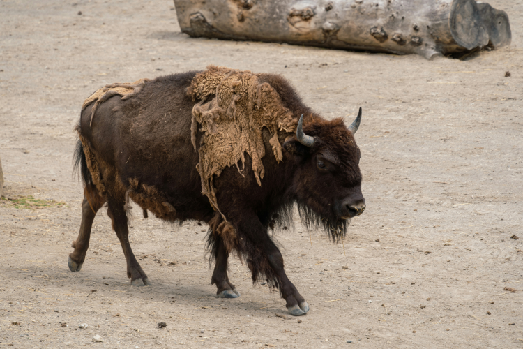 Bubalus bubalis