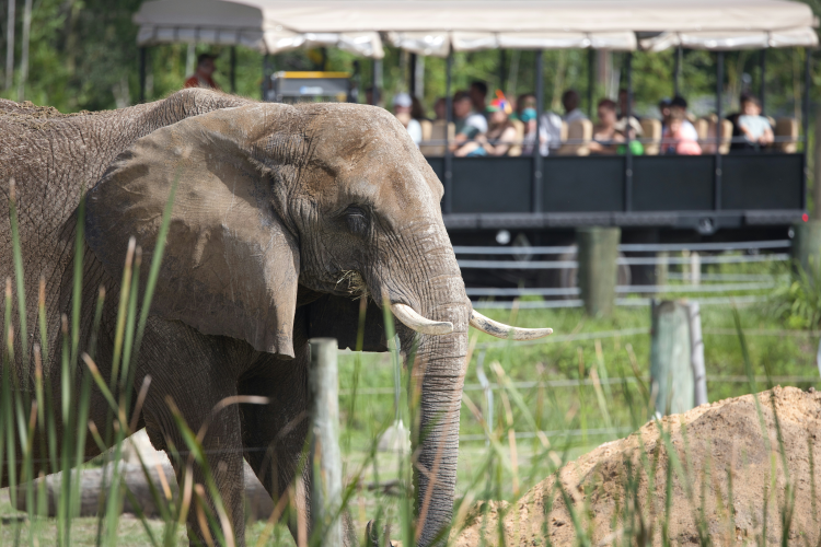 Loxodonta africana