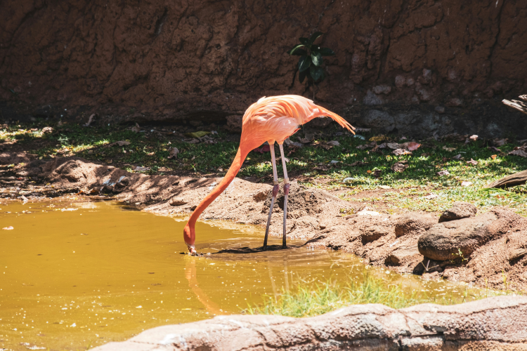 Phoenicopterus roseus