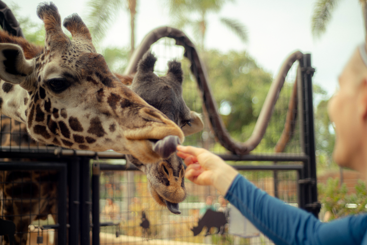 Giraffa camelopardalis giraffa