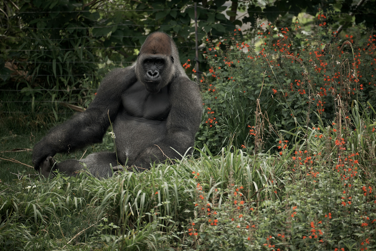 Gorilla beringei