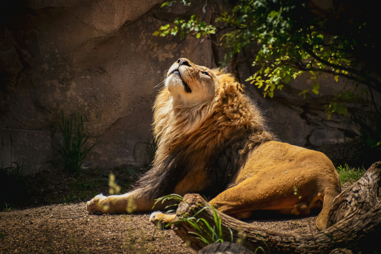 Panthera leo leo