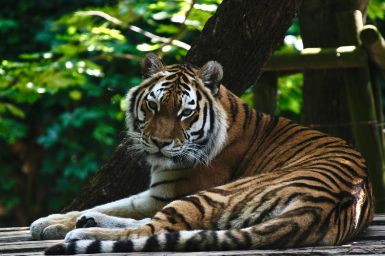 Panthera tigris tigris