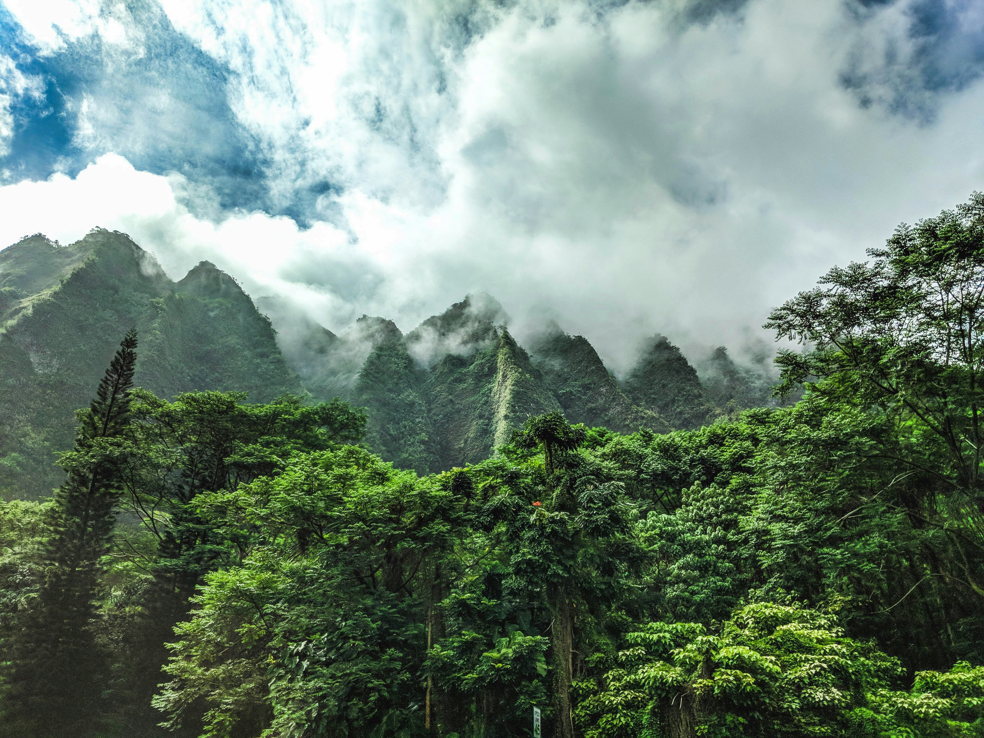 jungle