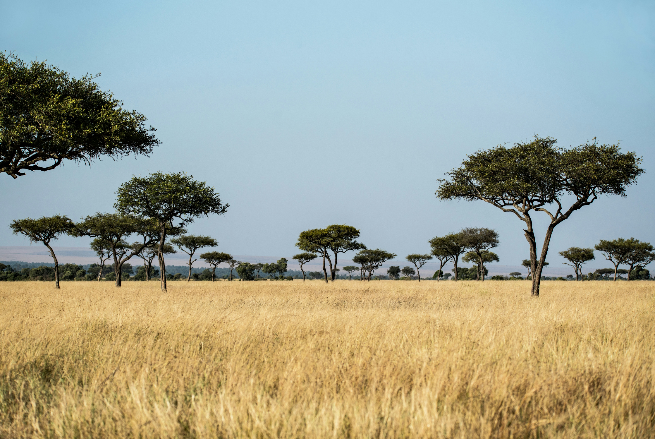 savane