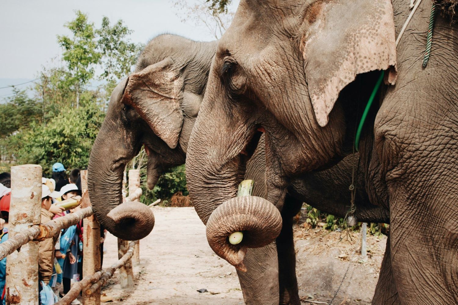 Photo de deux éléphants devant un groupe de visiteurs